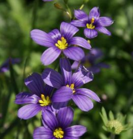 Sisyrinchium angustifolium 'Lucerne' #1