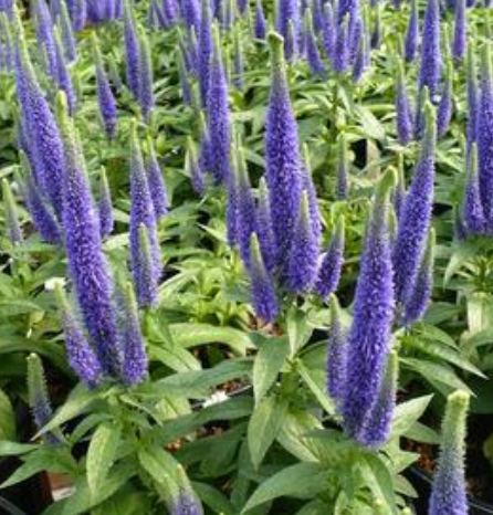 Veronica spicata 'Royal Candles' #1