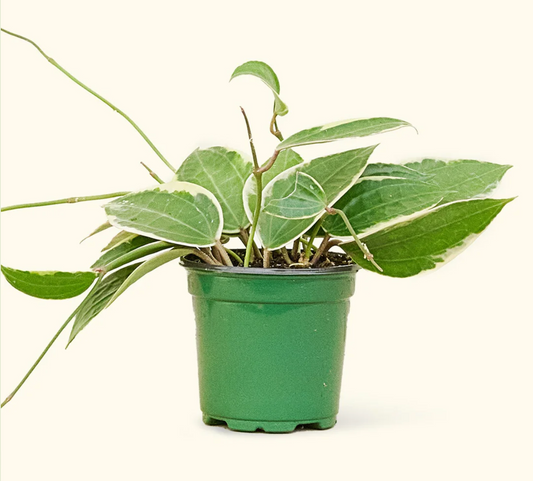 Macrophylla