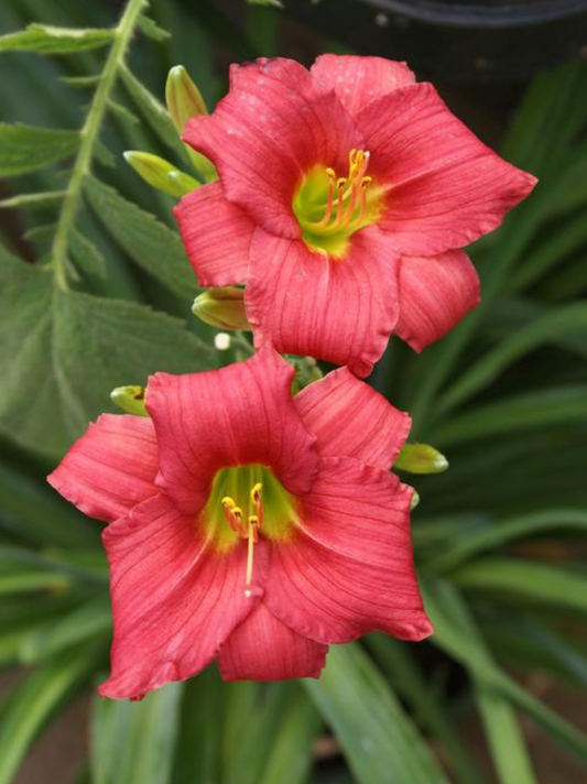 Hemerocallis 'Little Business'