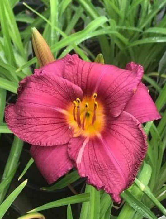 Hemerocallis 'Purple D'Oro'