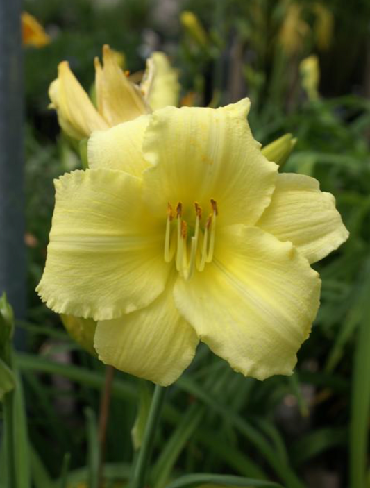Hemerocallis 'Stella Supreme'