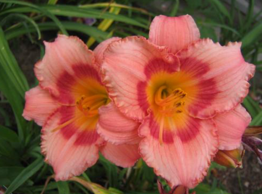 Hemerocallis 'Strawberry Candy'