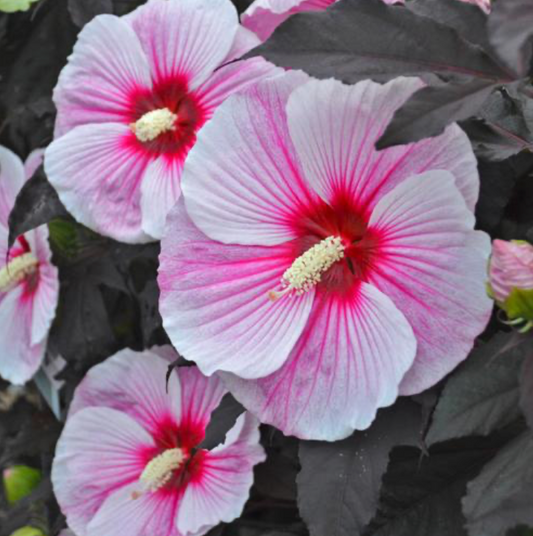 Hibiscus 'Starry Starry Night'