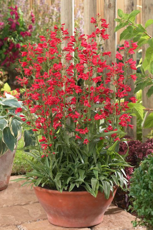 Penstemon schmidel 'Red Riding Hood'