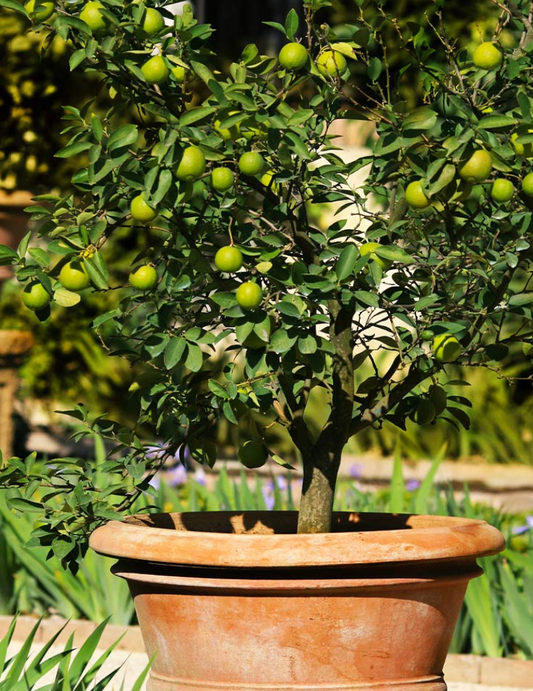 Lime Tree