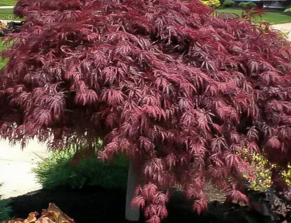 #7 Crimson Queen Japanese Maple