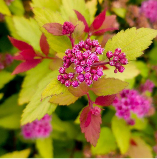 2DP Rainbow Fizz Spirea