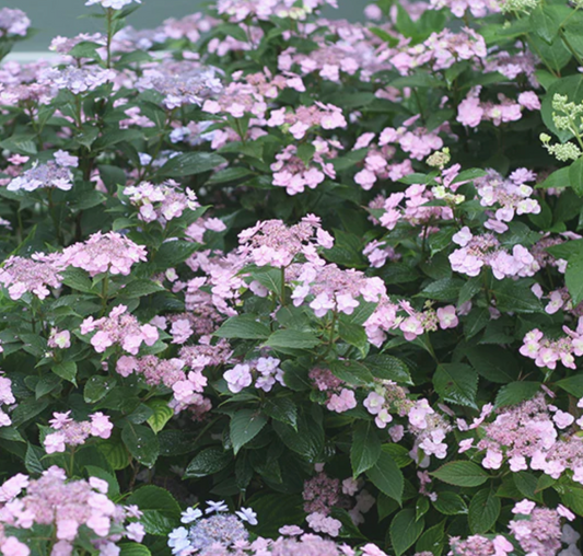 2DP Tiny Tuff Stuff Hydrangea