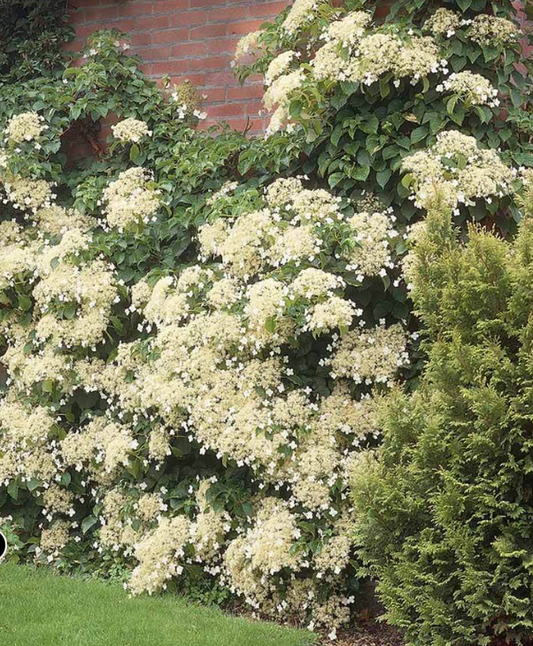 #3 Barbara Ann Climbing Hydrangea Vine