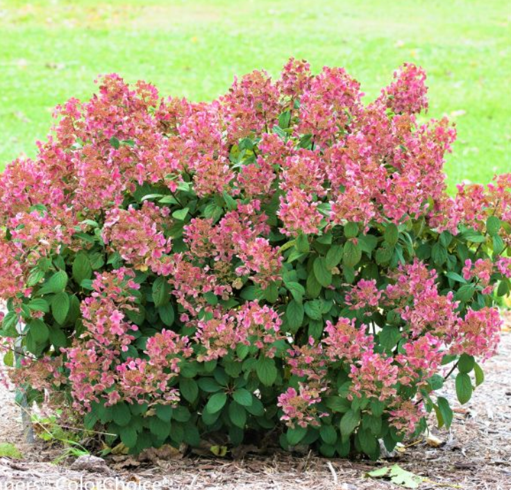 #2 PW Hydrangea pan Little Quick Fire