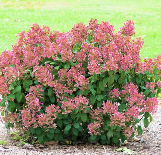 #2 PW Hydrangea pan Little Quick Fire