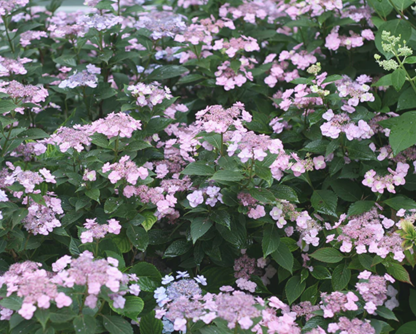 #3 PW Hydrangea ser Tiny Tuff Stuff