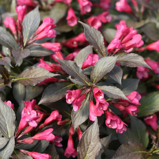 2 PW Weigela florida Spilled Wine