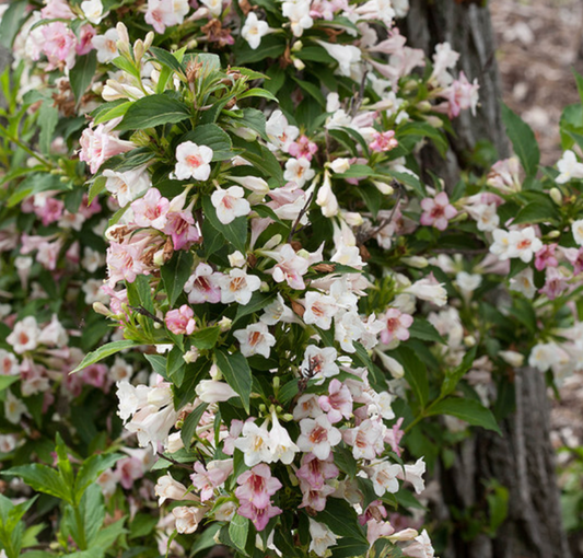 3 PW Weigela florida Sonic Bloom Pearl