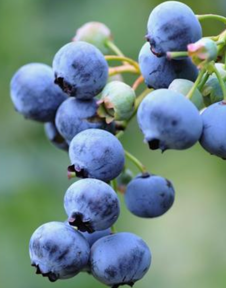 Blueberry "Perpetua" 19cm