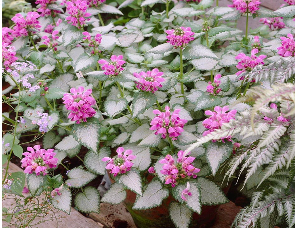 Lamium M. Purple Dragon 19cm
