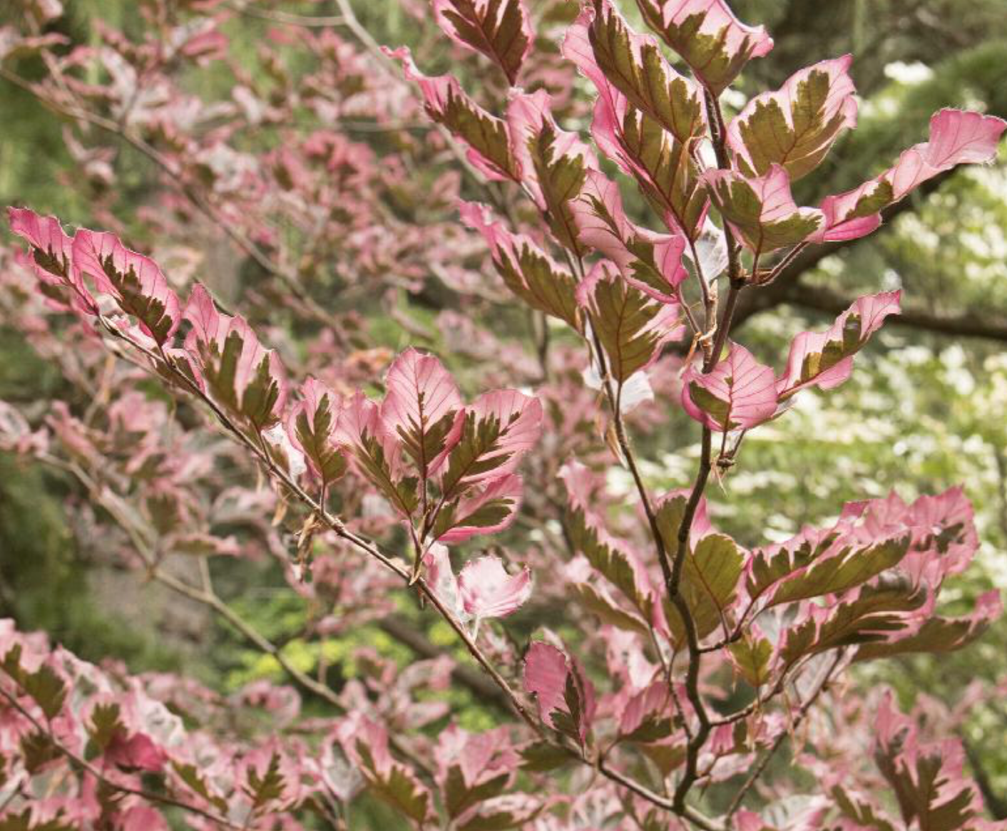 Tricolor European Beech 6'