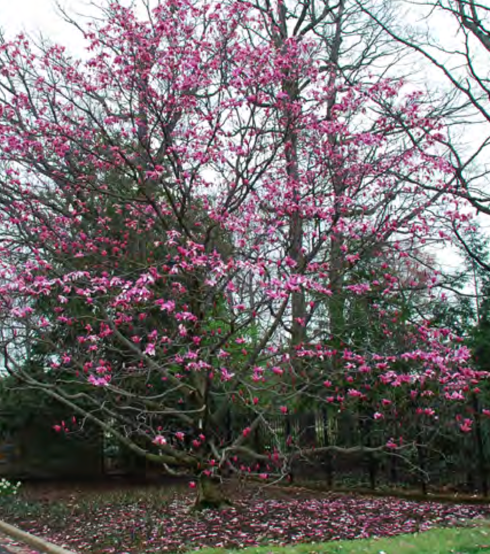 Galaxy Magnolia (Potted)
