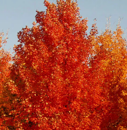 Fall Fiesta Sugar Maple 2"