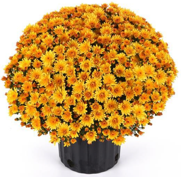 Garden Mum 12"