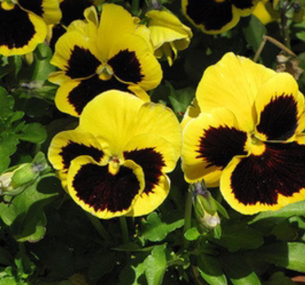 Pansy Fall 4.33"