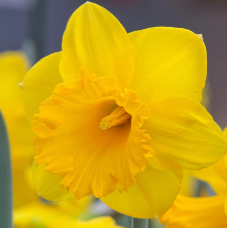 Daffodil
