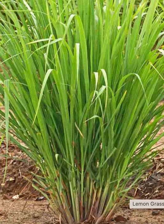 Lemon Grass 4.5"