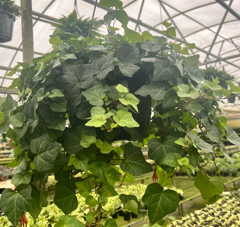 8" Algerian Ivy