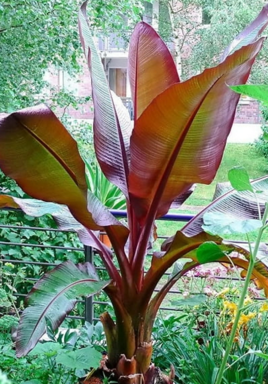 10" Banana Entente Maurelli