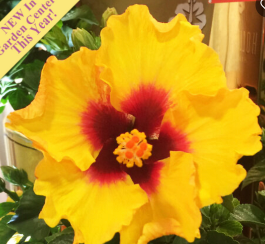 10" Hibiscus Bush Hollywood