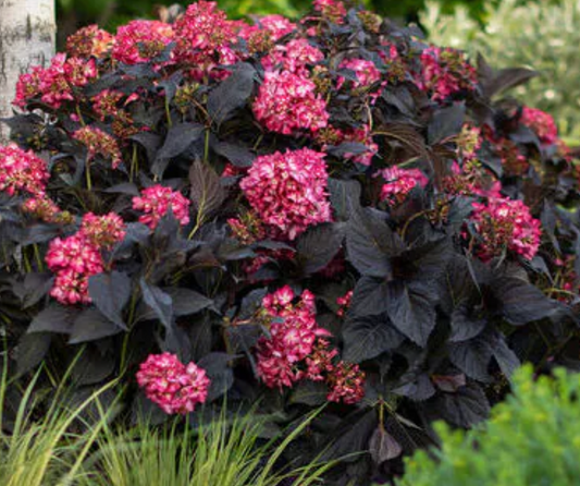 Hydrangea "Eclipse" #3