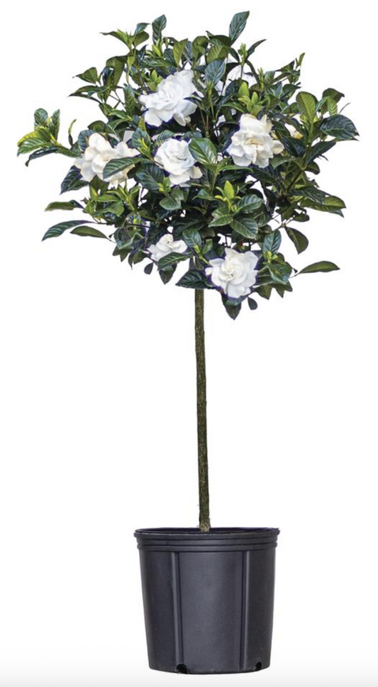 10" Gardenia Standard