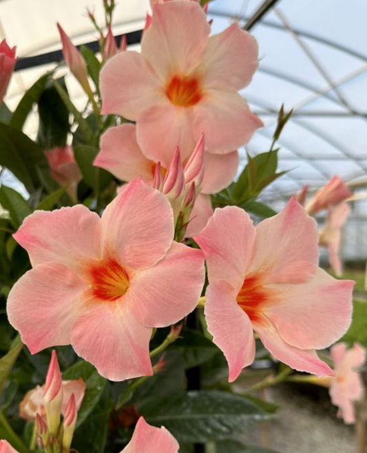 10" Mandevilla Peach Trellis