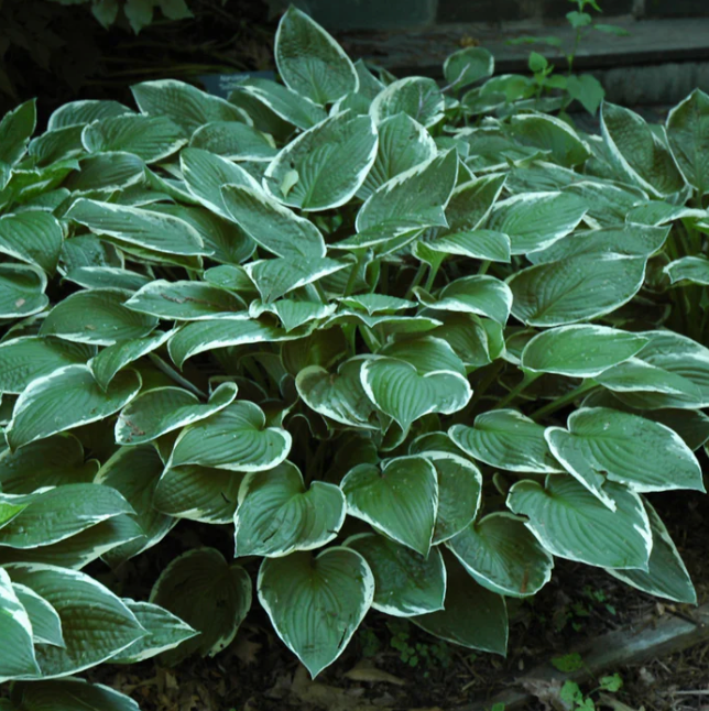 Hosta Francee #1