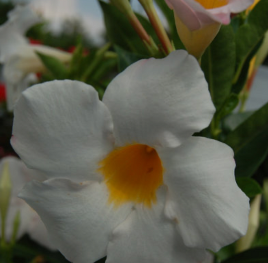 10" Dipladenia Sundenia White HB