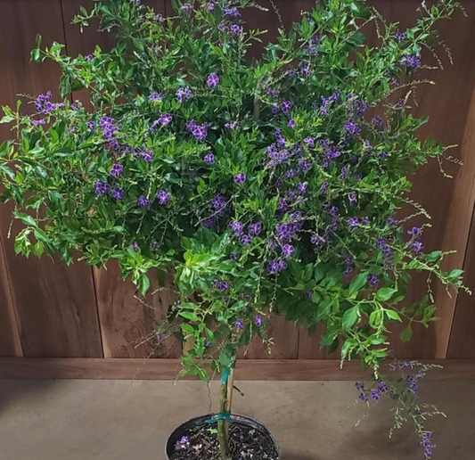 Duranta Sapphire Tree