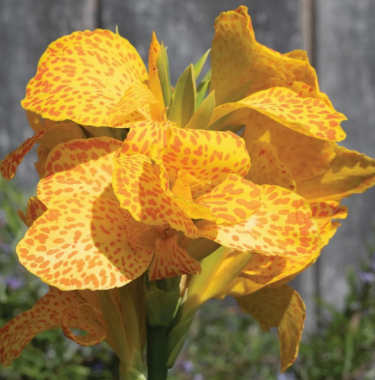 Canna Cannova Gold Leopard 1 Gallon