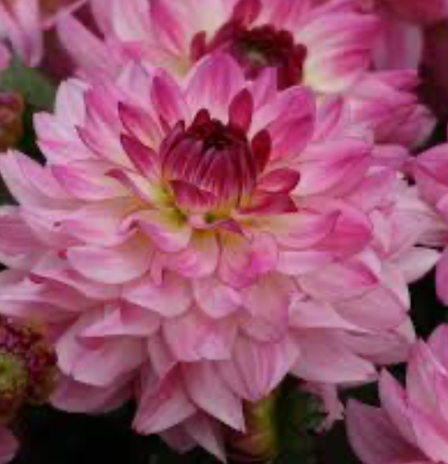Dahlia Sincerity 1 Gallon