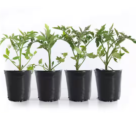 1 Gallon Vegetable Plants