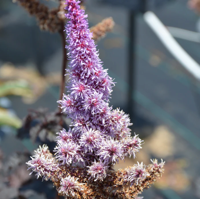 Astilbe "Dark Side of the Moon" #1