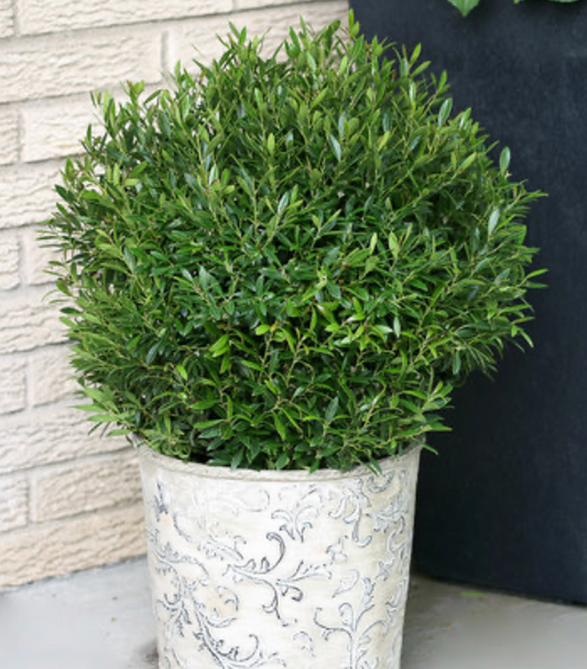 Gem Box Inkberry Holly #3