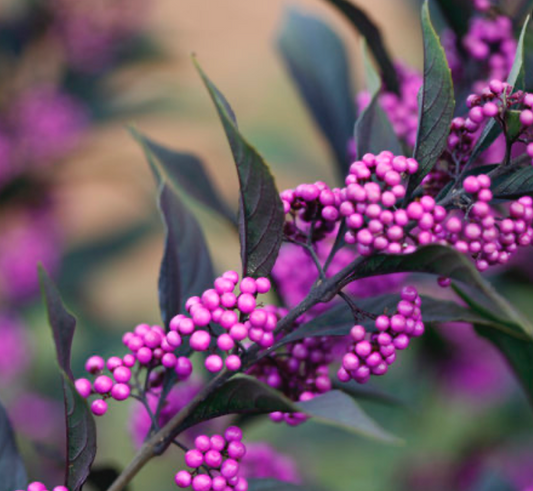 Callicarpa Pearl Glam Beautyberry #3