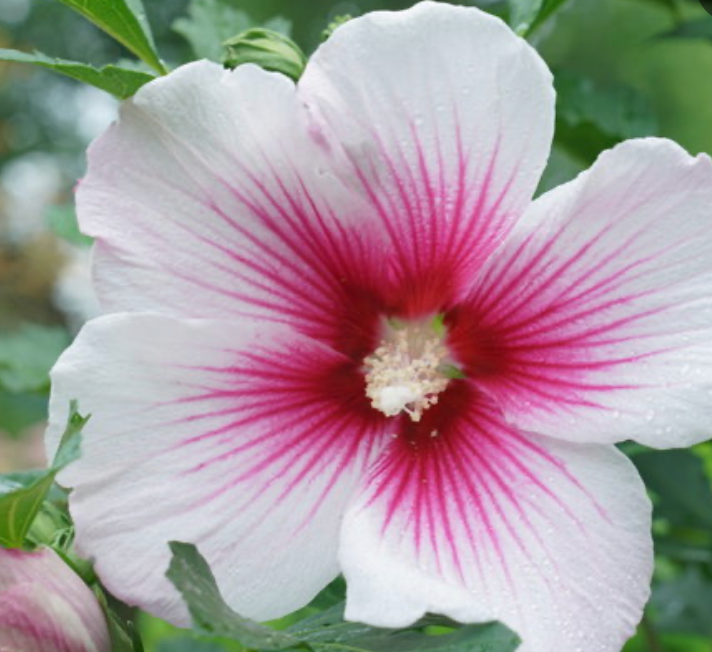 Hibiscus Pink Ink #5