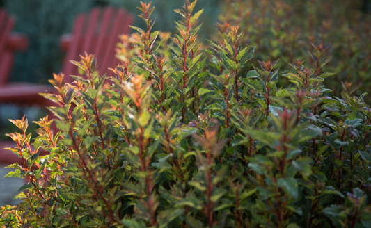 Ninebark Little Devil #3