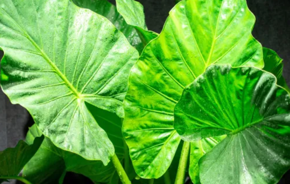Alocasia Calidora 1 Gallon