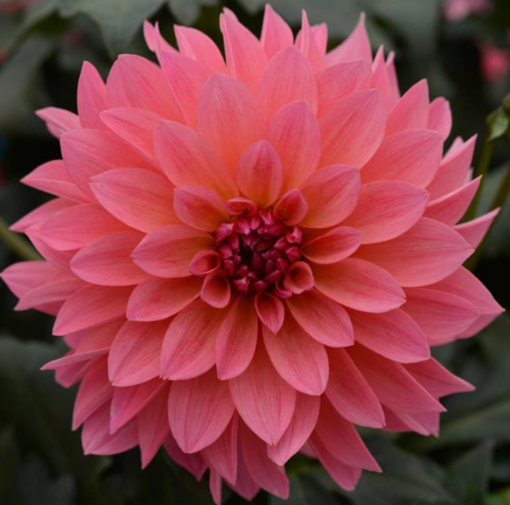 Dahlia Venti Passion Fruit 1 Gallon