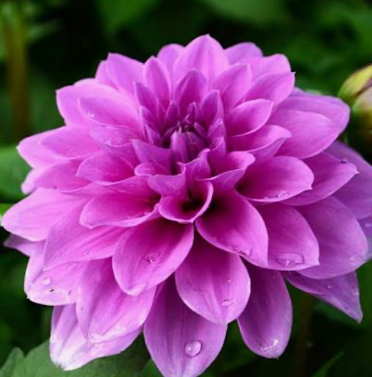 Dahlia Hypnotica Lavender 1 Gallon