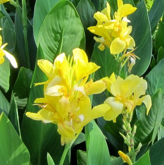 Canna Cannova Yellow 1 Gallon