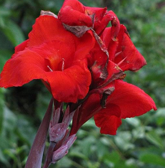 Canna Cannova Bronze Scarlet 1 Gallon